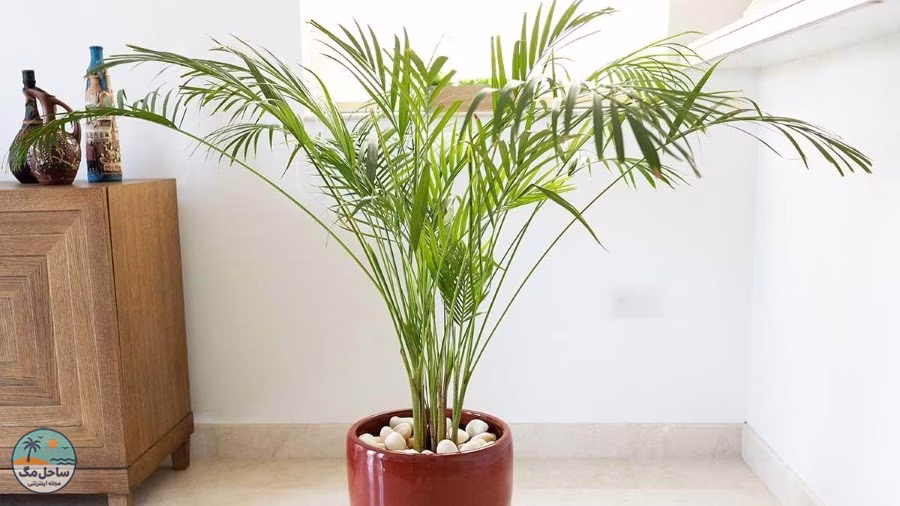 نخل شامادورا (Chamaedorea elegans)