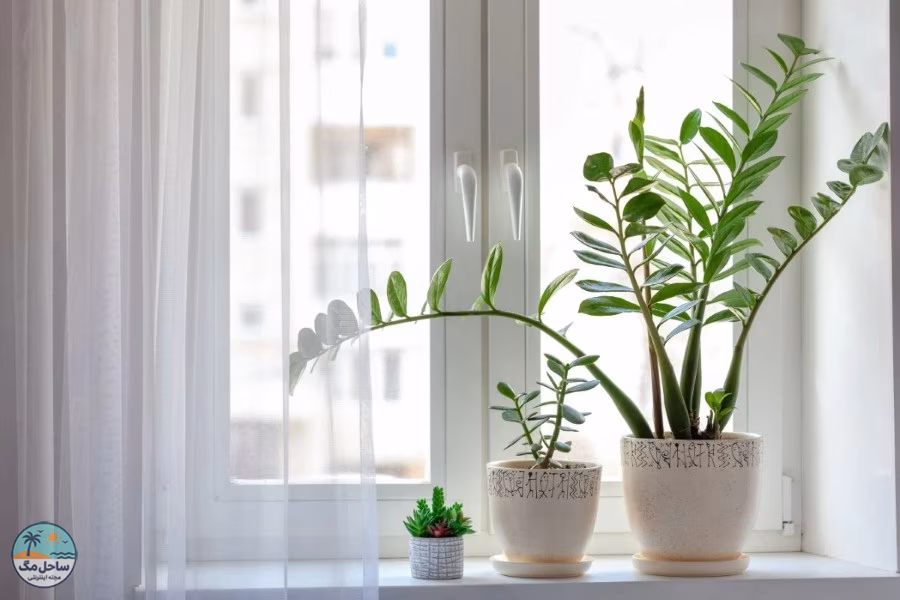 گیاه زاموفیلیا (ZZ Plant)