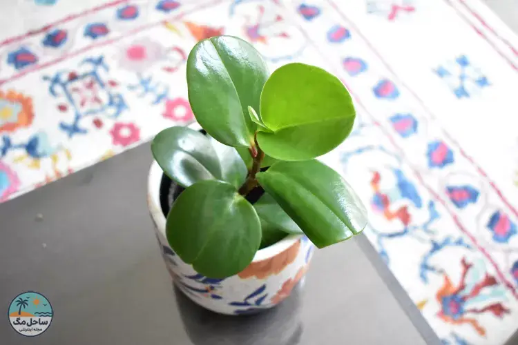 پپرومیا اوبتوسیفولیا (گیاه لاستیکی کوچک)