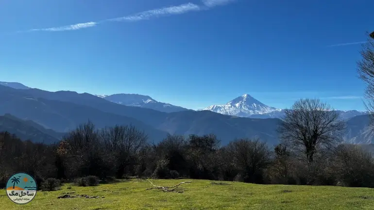جنگل الیمستان