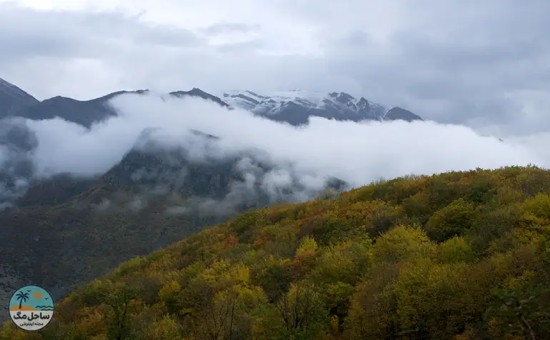 جنگل سیاه بیشه