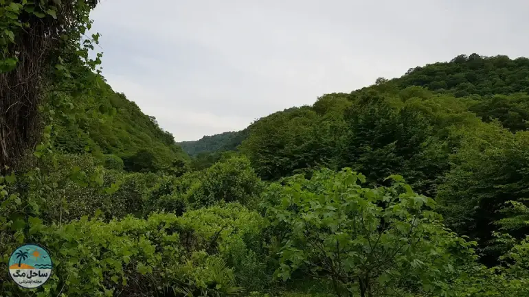 جنگل ناهارخوران گرگان