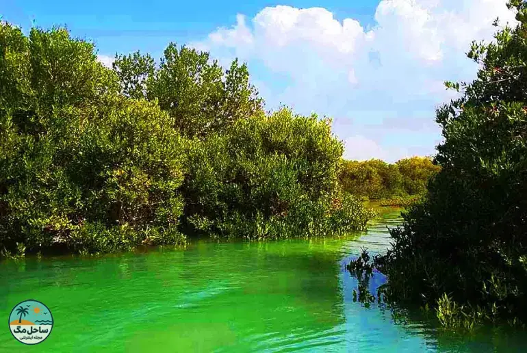 جنگل حرا