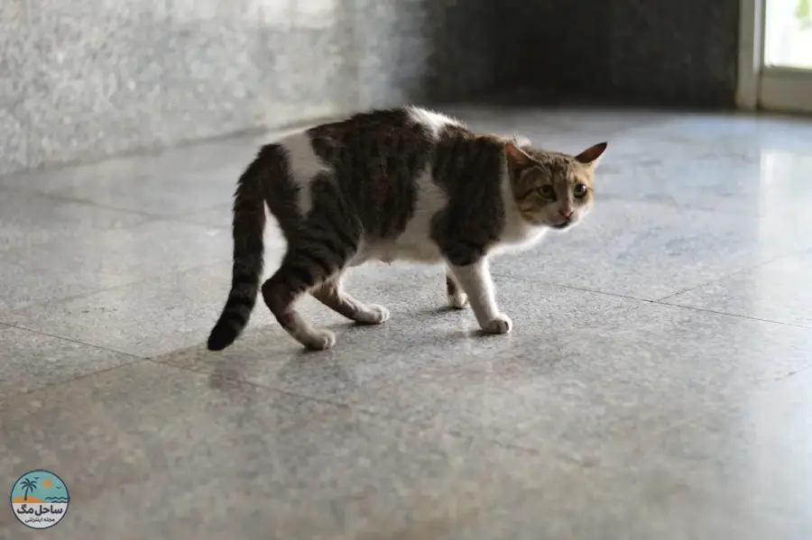 گربه با دم جمع شده